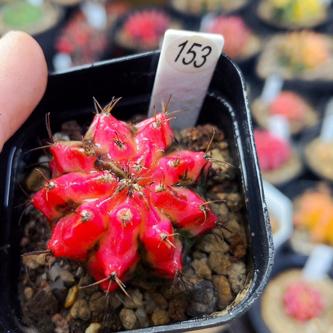 花蝴蝶非偏远地区满25包邮仙人球