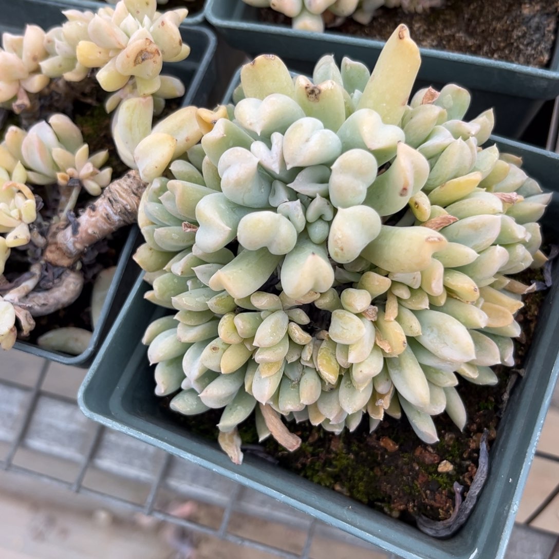 特玉莲多肉植物多肉