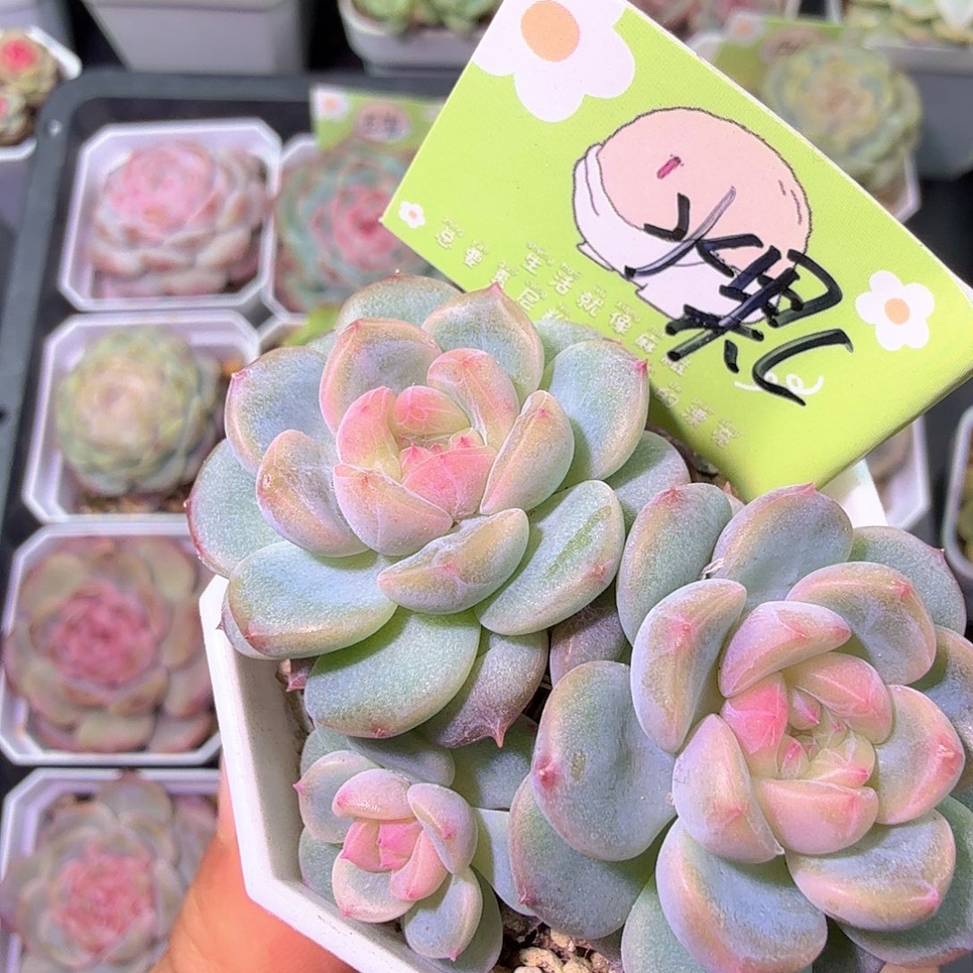 ****眸水果糖c一物一拍福利