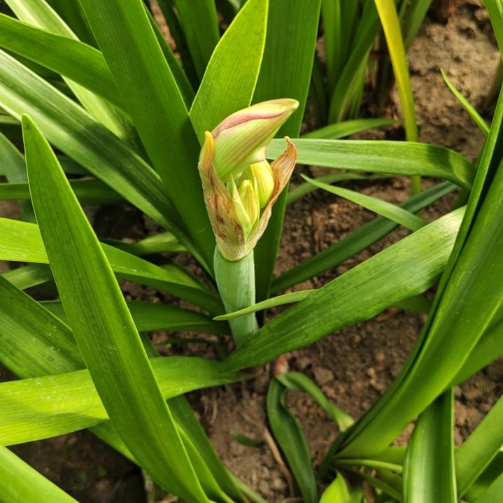 完全开放小露露带花苞