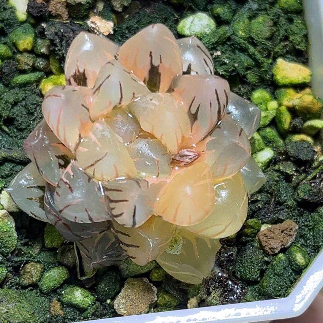 恭喜发财大吉大利614