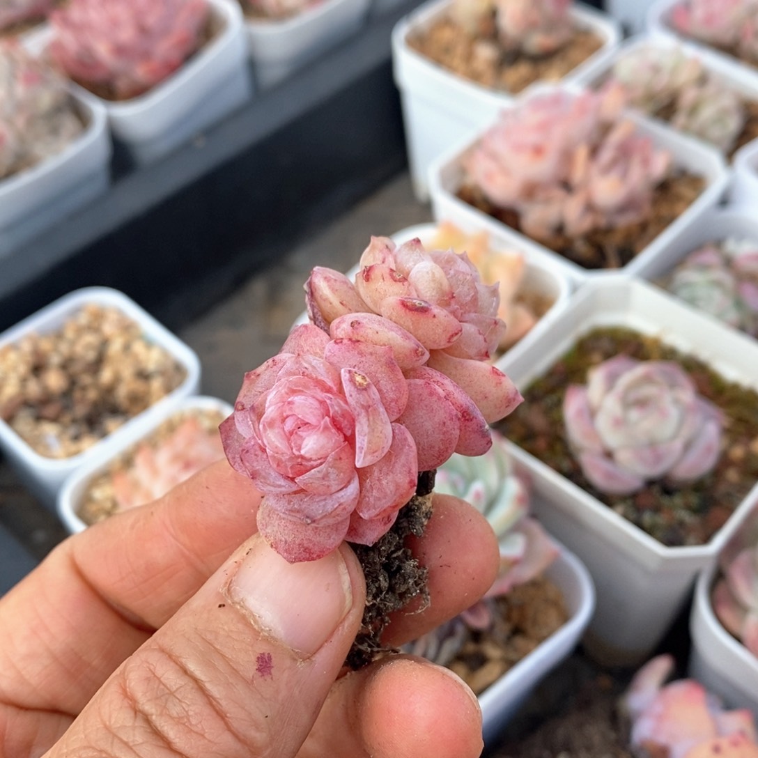 精品多肉一物一拍不包整221