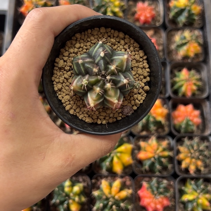 啤酒侧芽自根带盆土发货