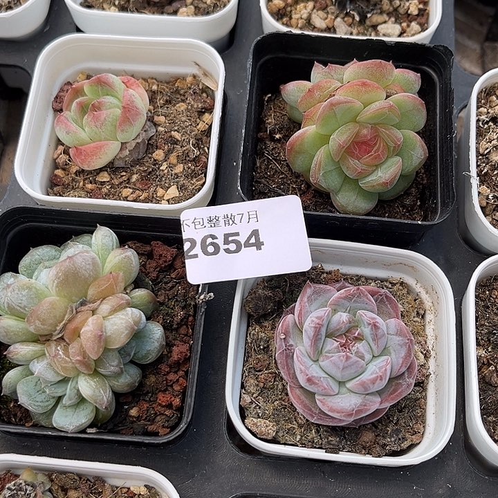 木***梓阿雅园艺。     2654