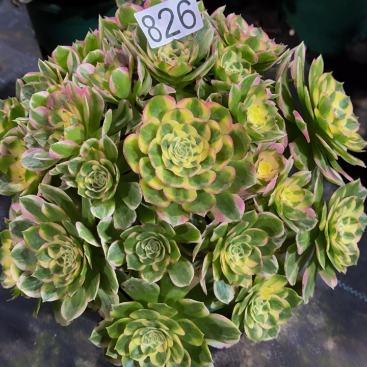 00000000000826玉芙蓉0000