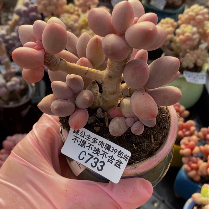 汤圆老桩733多肉植物