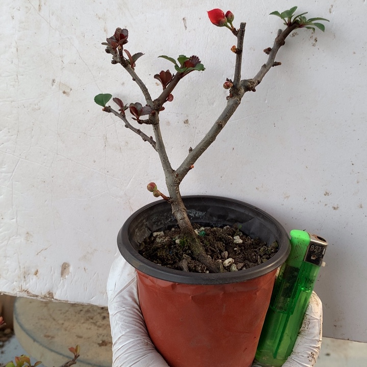 无花朵逍*客原生小品....