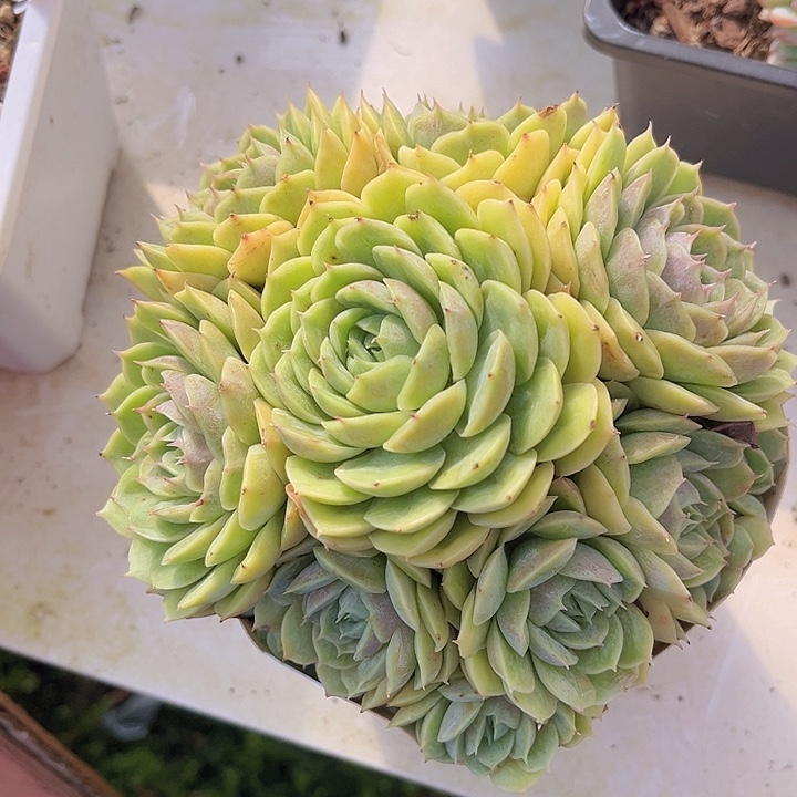 昂斯诺0940多肉植物