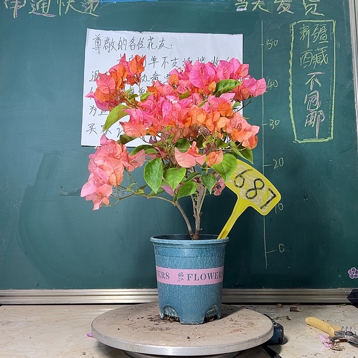当前无花栽培后可以开花 波伊斯玫瑰  687