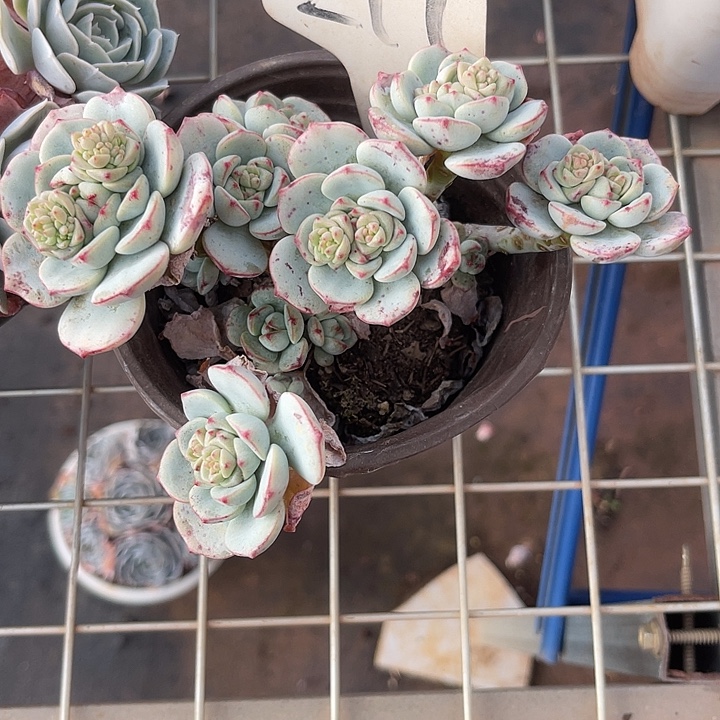 两单包邮，一物一拍277香草