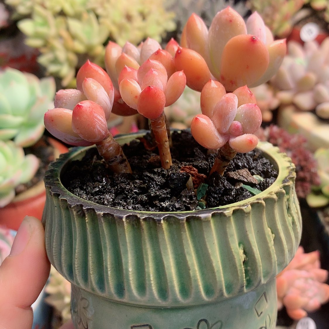 【闪购商品】灰姑娘带盆