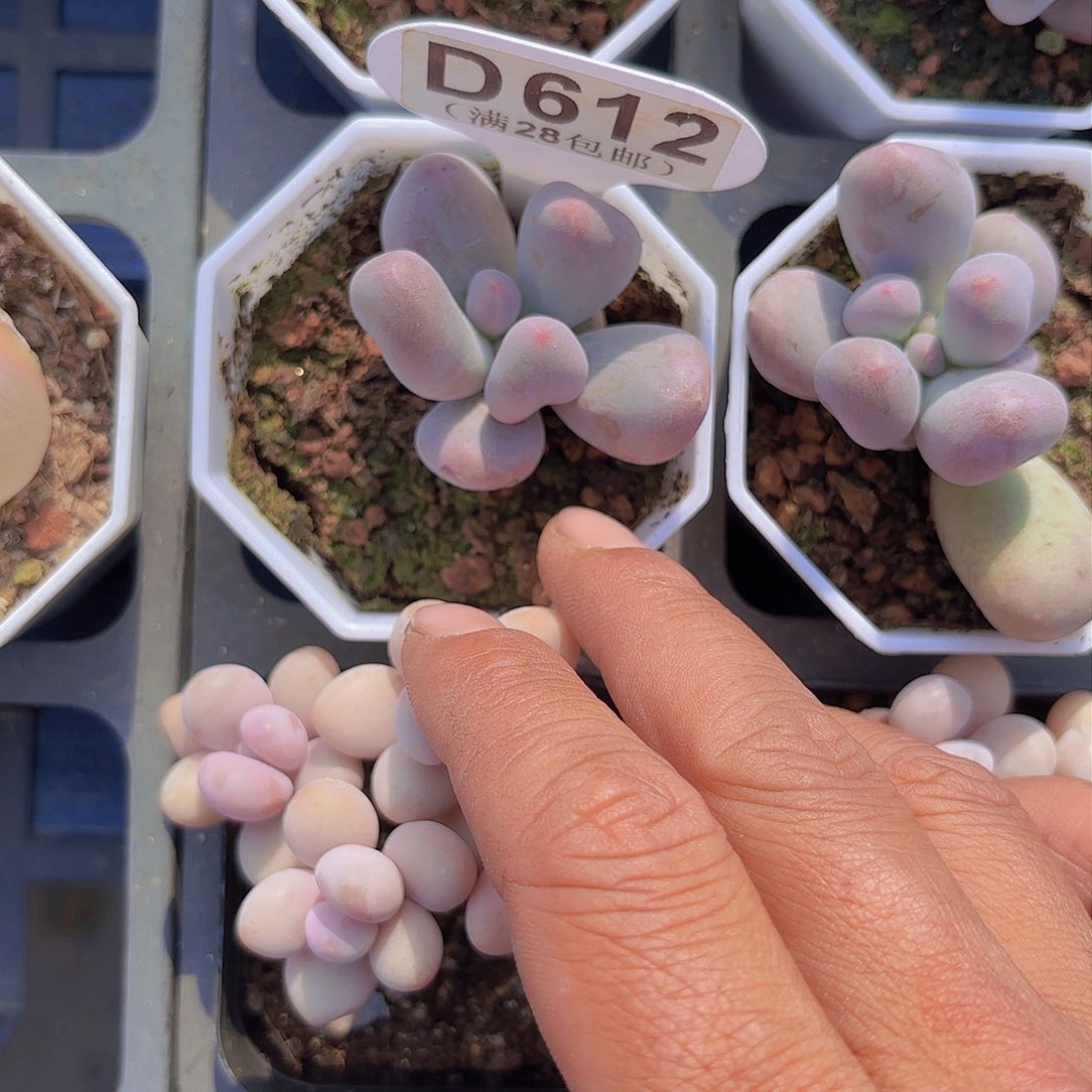 D612Mike奶一物一拍