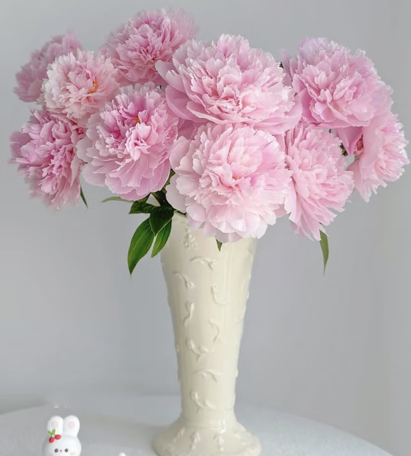 粉色山东芍药5支人间富贵花浪漫治愈送礼专属昆明基地直发