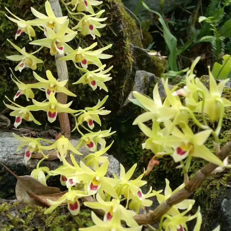 铁皮石斛可食可种可观赏