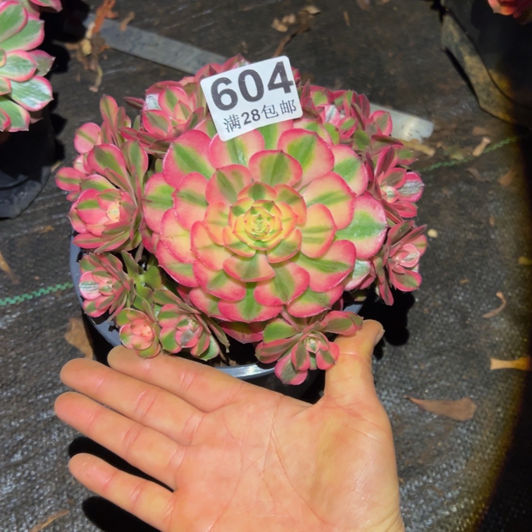 碧***天多肉植物604小荔枝