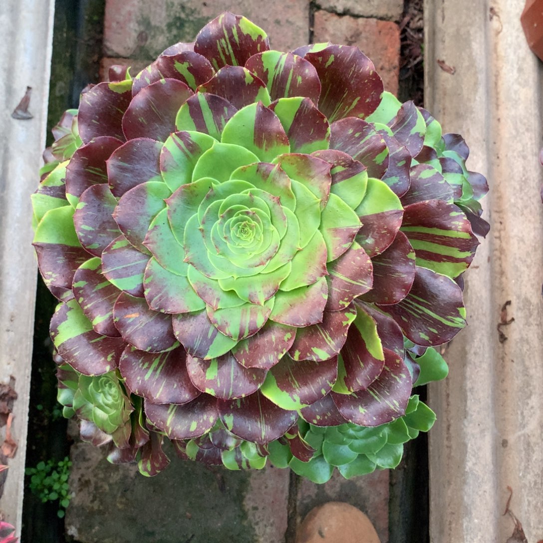 花斑鹿，多肉植物的