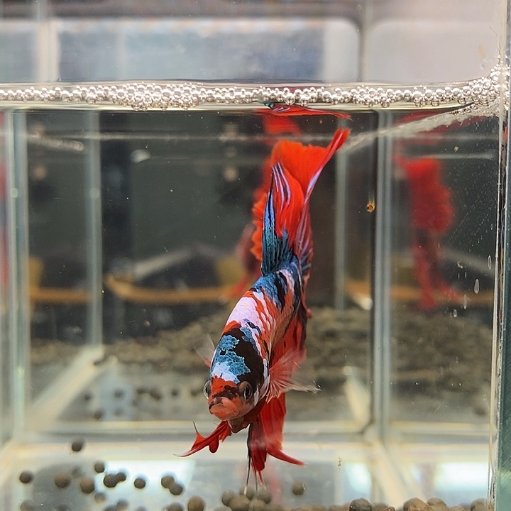 斗鱼黑227号巨斗半月