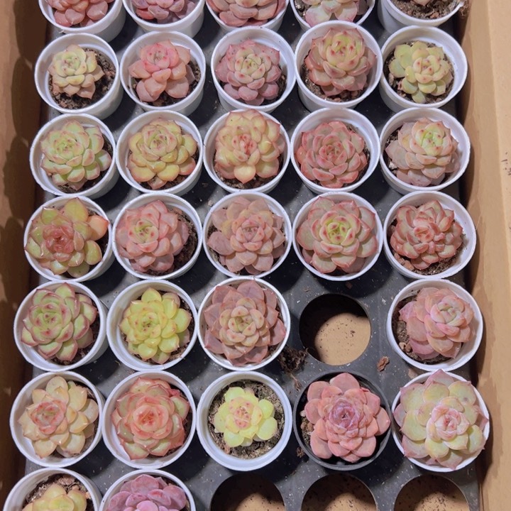 糖心杂精品多肉植物