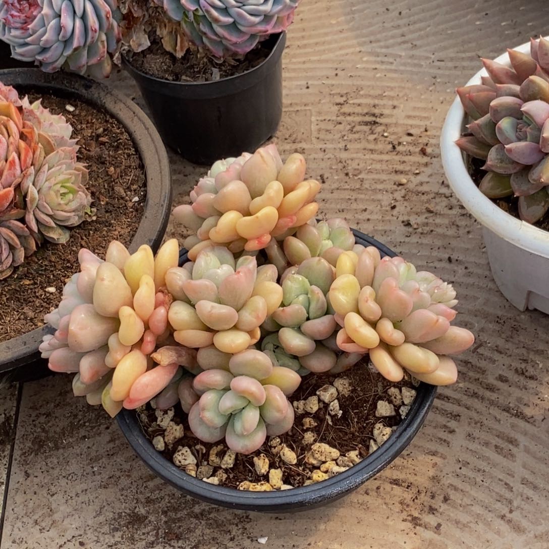 浮****梦48包邮一物一拍多肉植物