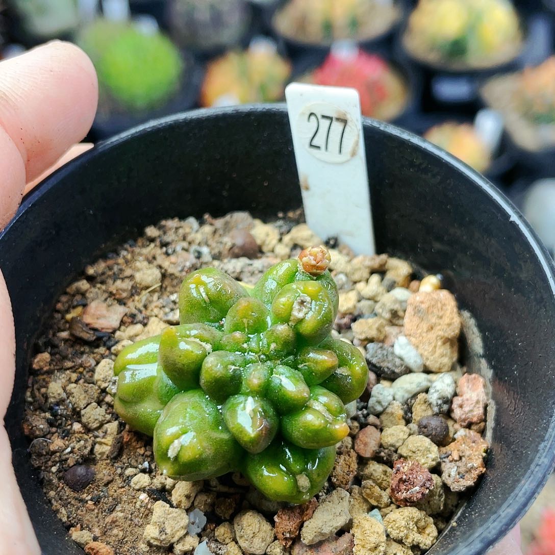 非偏远地区满25发货仙人球
