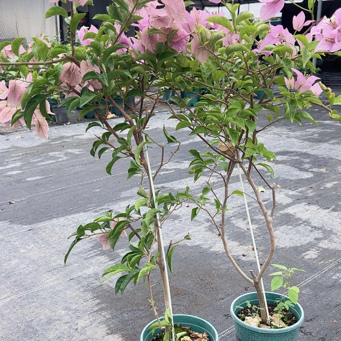 当前无花栽培后可以开花赛佛理一颗