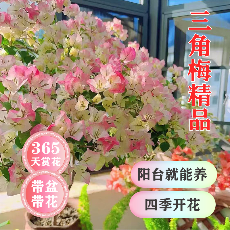 【绿樱】直播间三角梅一物一拍