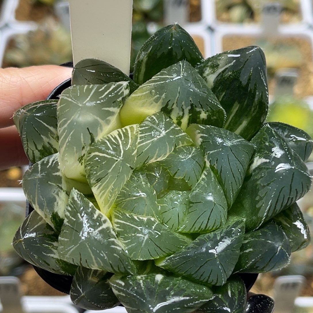 101巨大特大蓝镜玉露锦福利专场