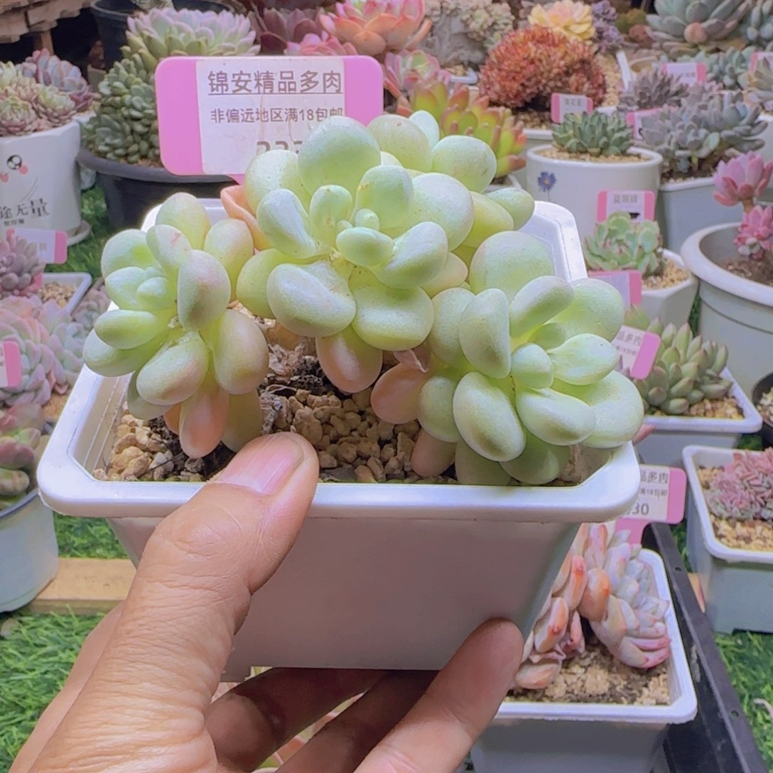锦安精品多肉植物233