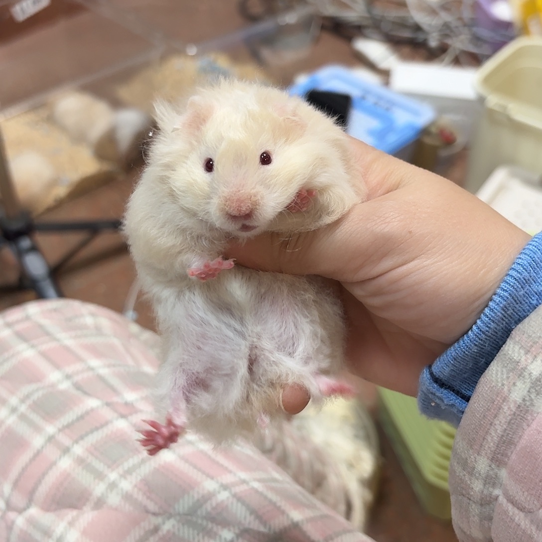 起****卷毛肉桂重点色妹妹