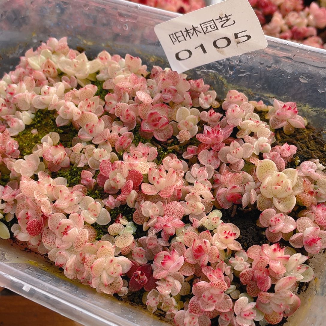 多肉植物多肉植物105