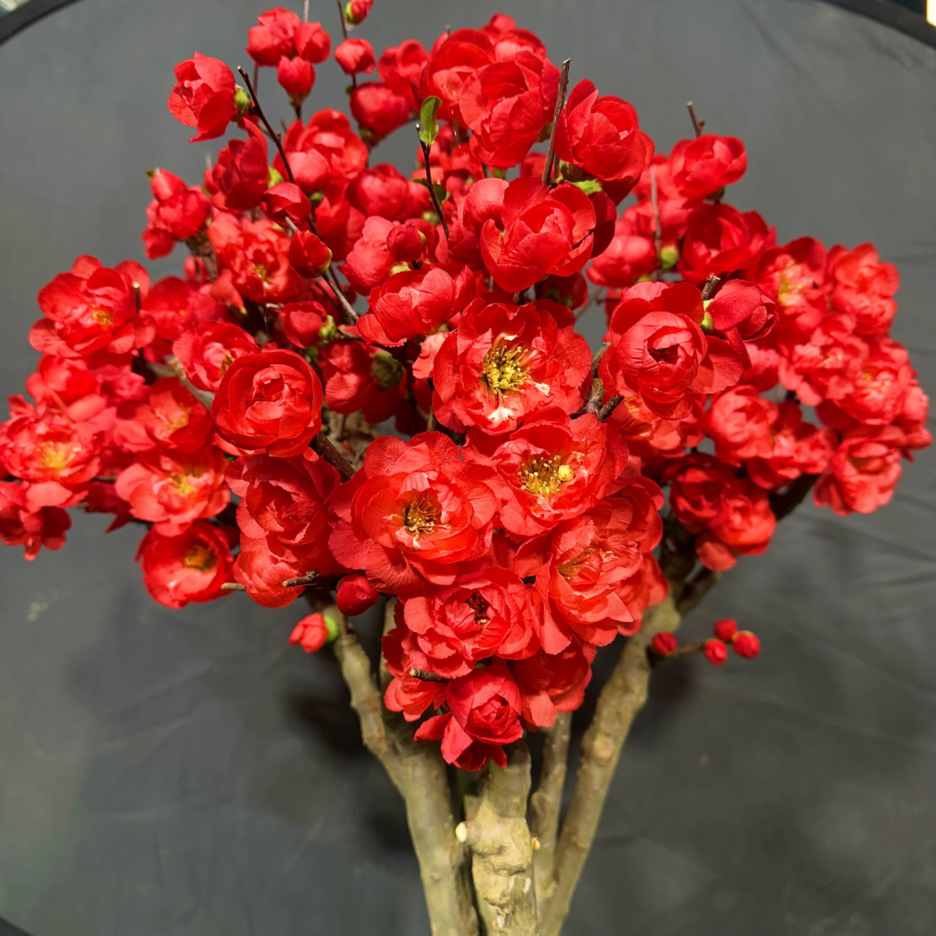 【玫瑰之约 牡丹之恋】稀少老桩海棠 带花芽发货