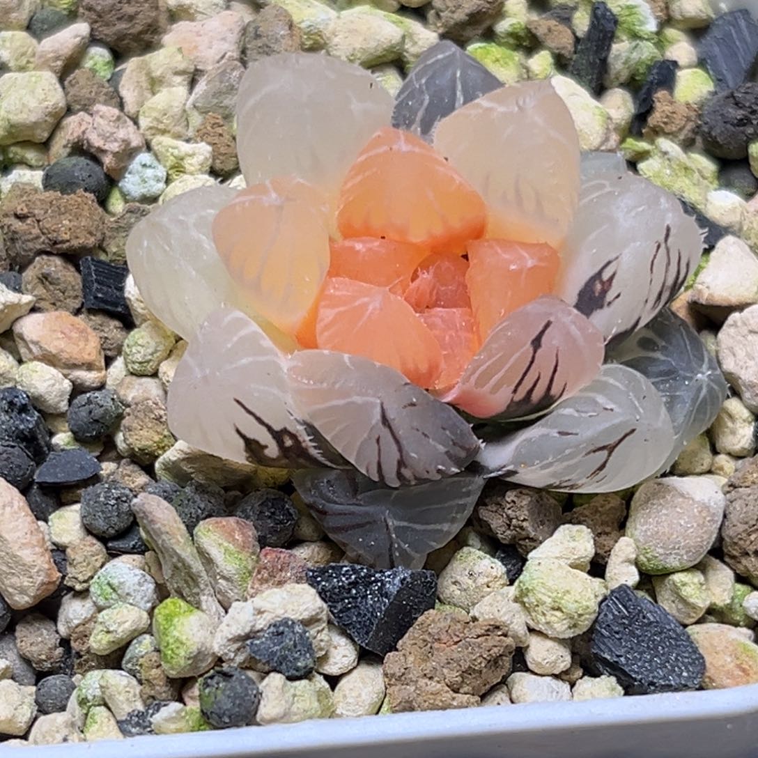 十二卷多肉植物2966龙爪