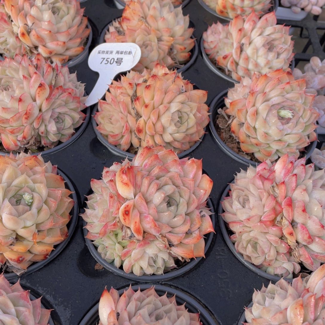 750号桃熏女王大群生一个