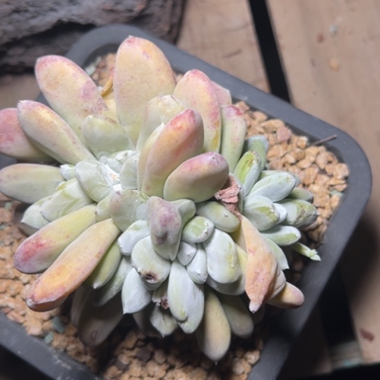 准8头红拇指～一物一拍7257