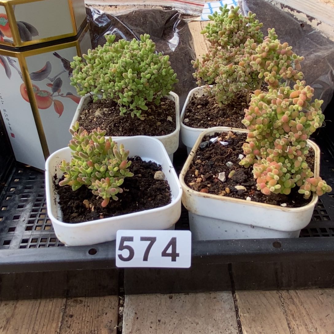 枝干番杏多肉植物574