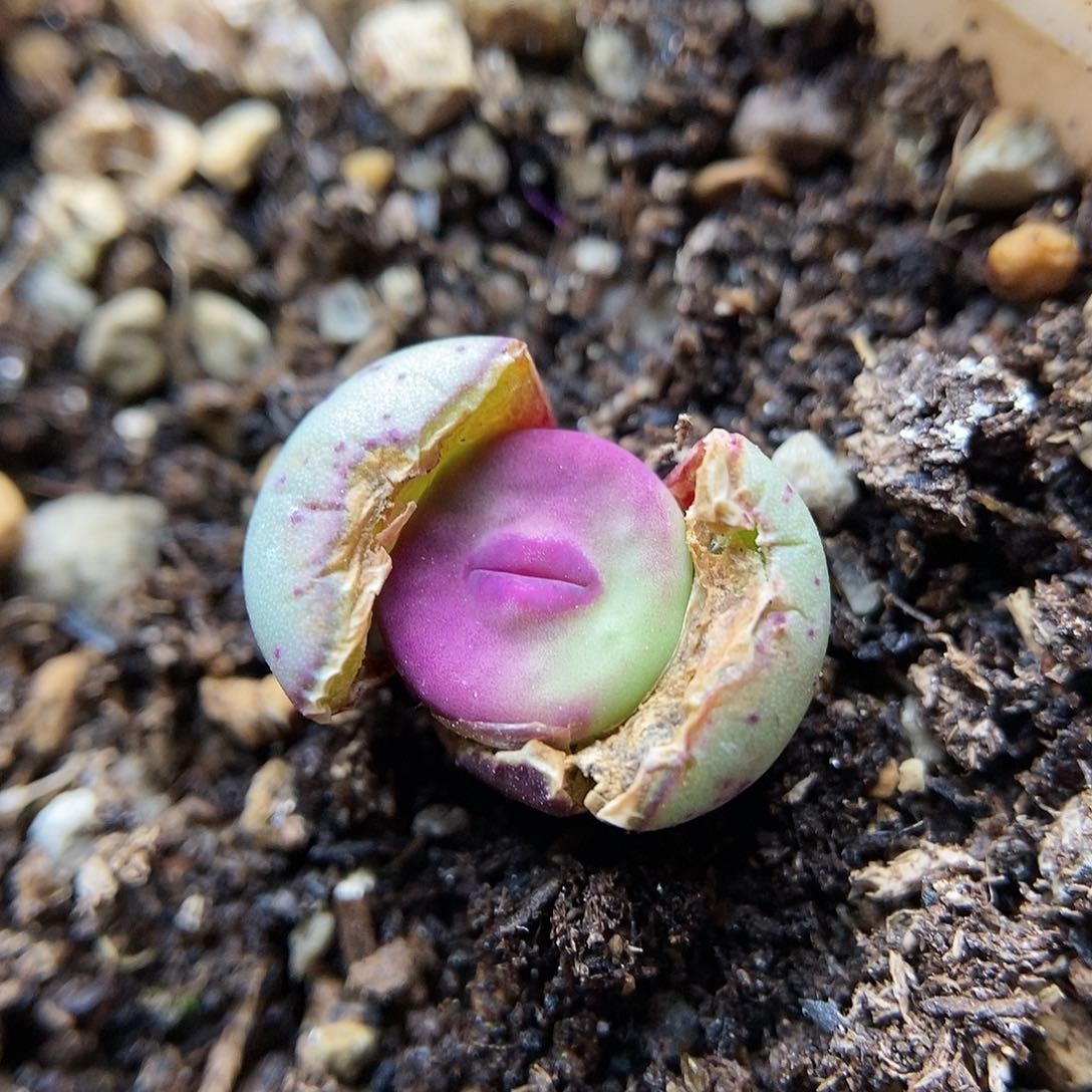 723优选特色个体一颗2.5年包邮