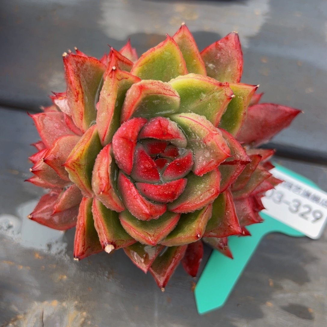 从前慢多肉精选编号0302.329