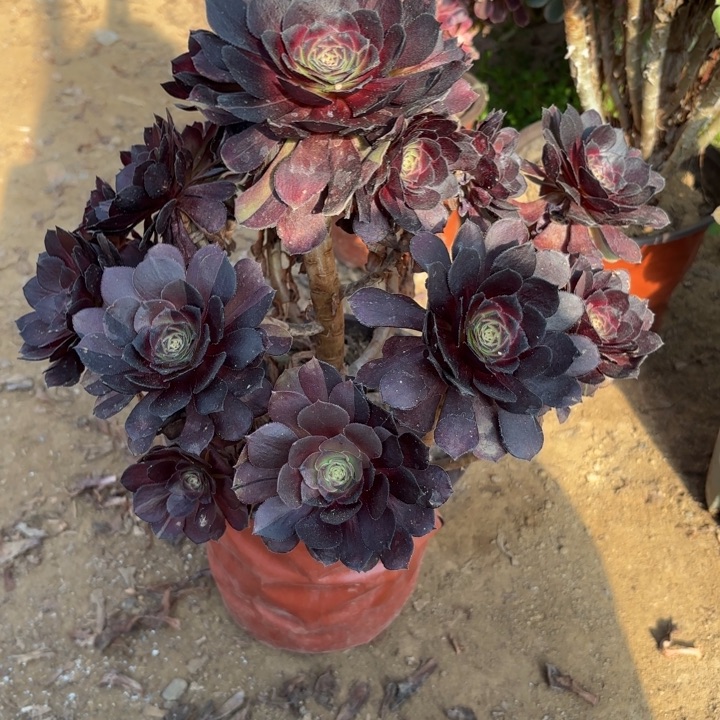 多肉植物黑寡夫12