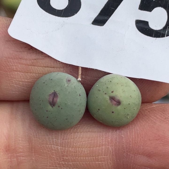 雪***瑰完全开放875小红嘴两颗