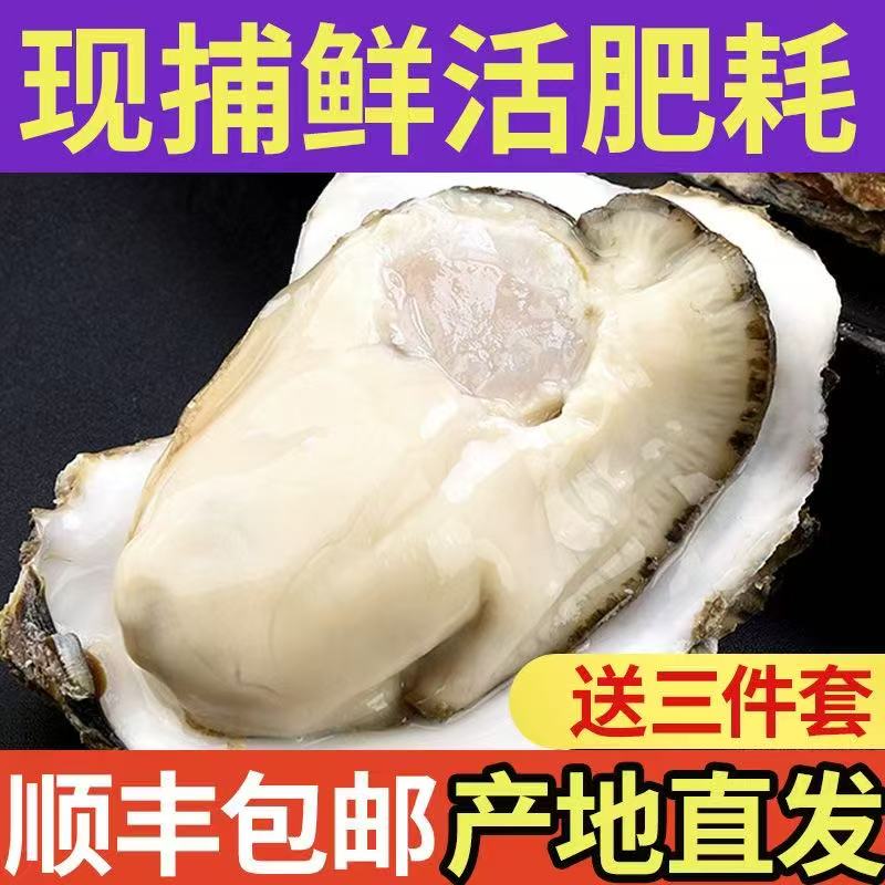 特大蚝王【5斤送5斤】乳山生蚝刺身食品级鲜活肥美生蚝鲜生蚝批发