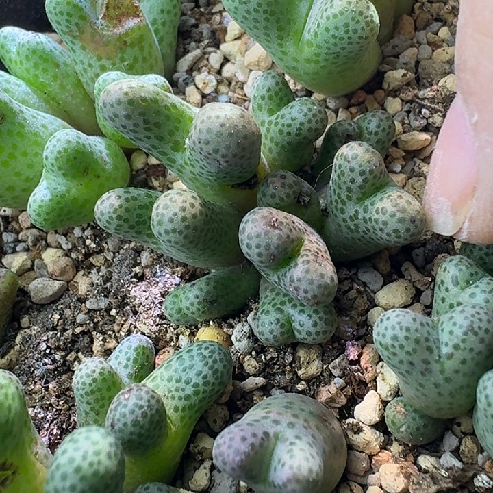 0***度955斑马一物一拍9头