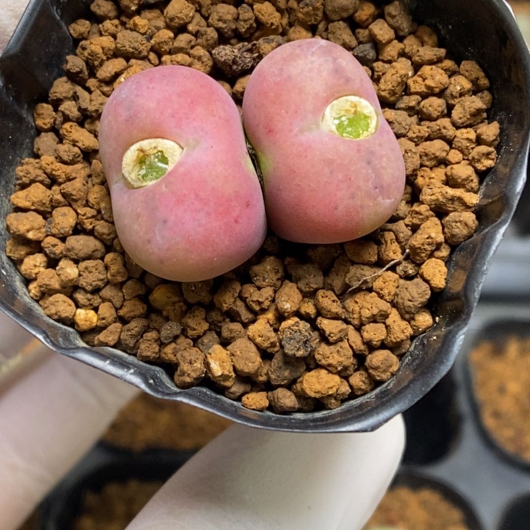 多肉植物肉锥杂交K-149 吕杂安贞 磨砂皮