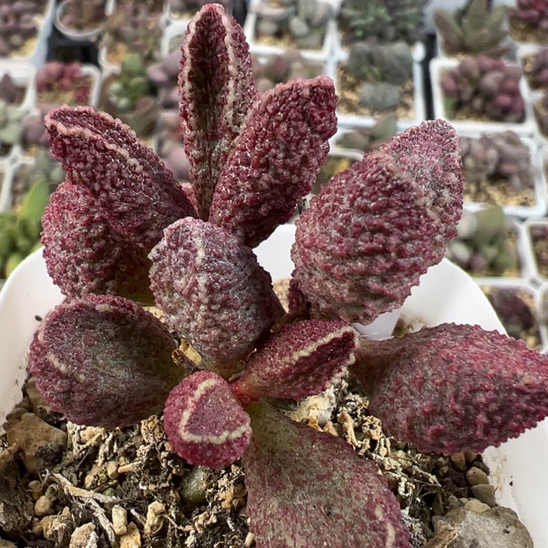 花猪肝多头纯木质桩多肉植物