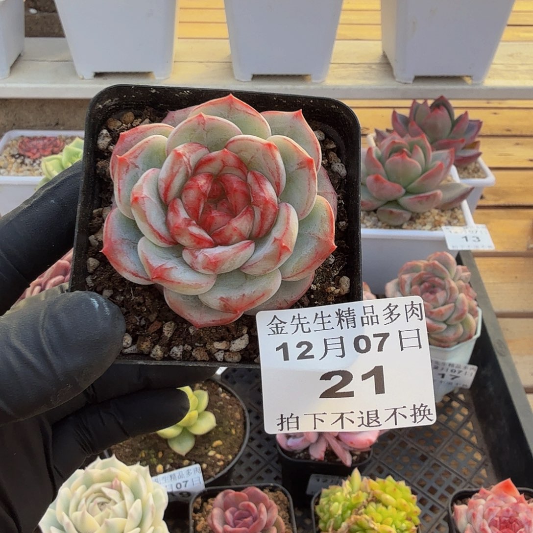 1207-21长相思单头