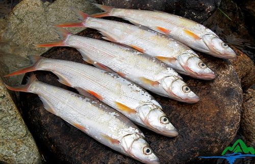 红伟鱼8斤单条2两到4两的