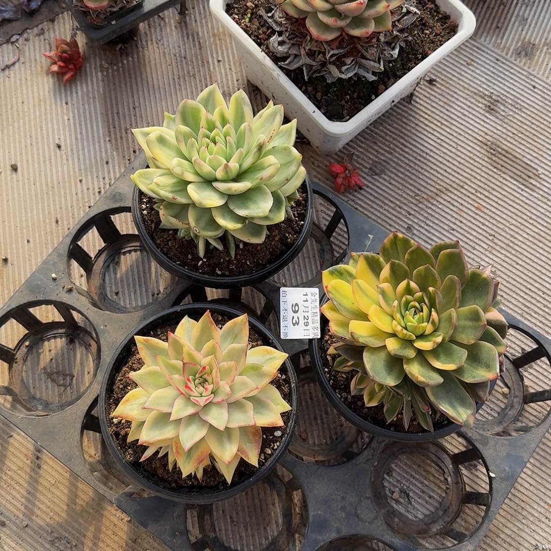 半***当1129-93组合三颗a