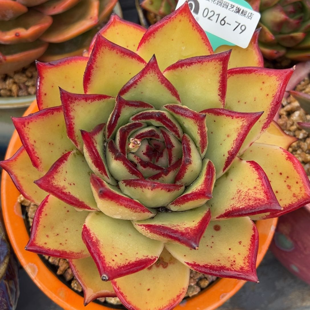 从前慢多肉精选编号0216.79