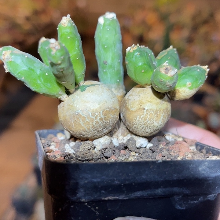 满38包邮2天凑单，脱土晾根发货多肉植物鱼鳞宝