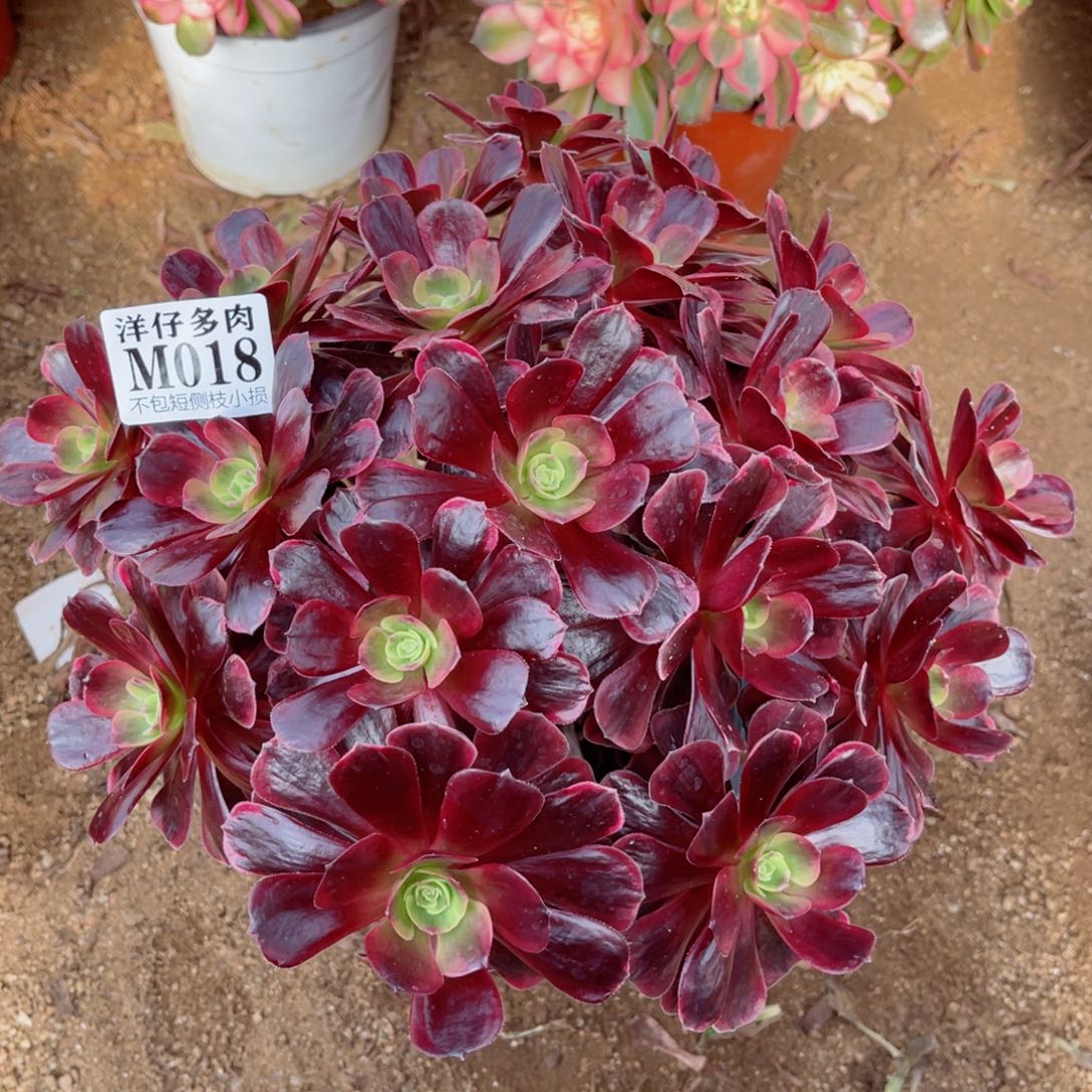 018爱神 冠幅25左右