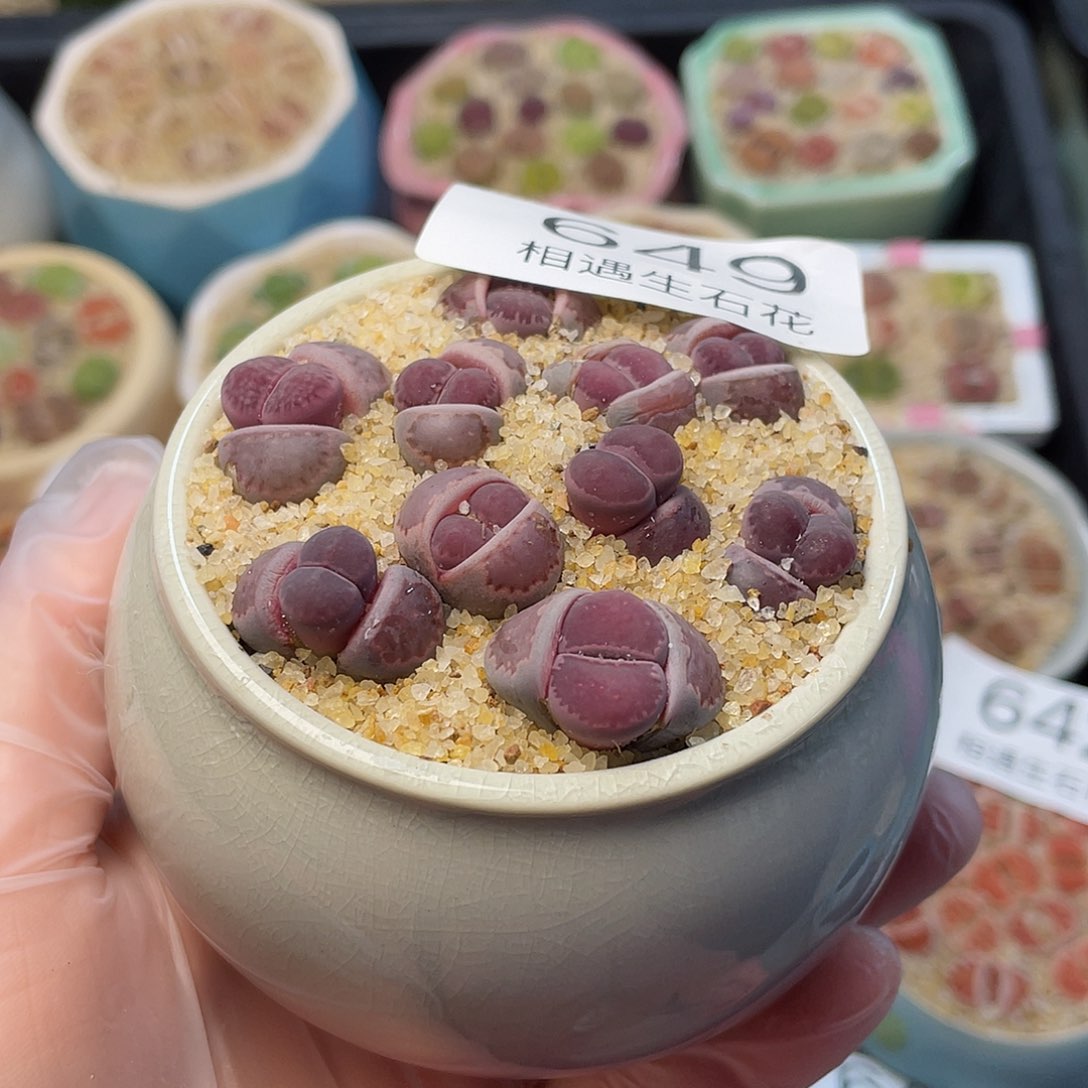 相遇生石花专拍649